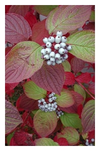 CORNUS stolonifera 'Kelsey's Dwarf'